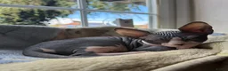 Sphynx cats for sale: Sphynx Male Kitten - Advert 6