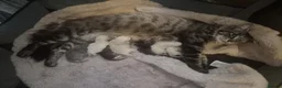 Snowshoe cats for sale: Beautiful snowshoe mixed Norwegian forest  - Advert 1