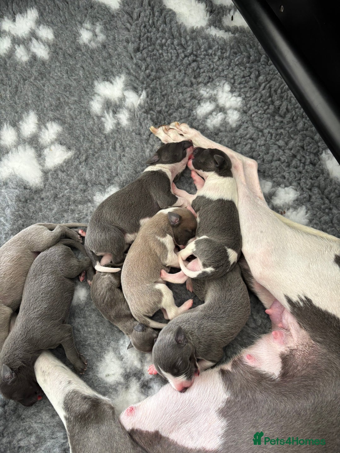 Whippet dogs for sale: KC Registered Whippet Puppies  - Image 9