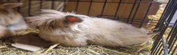 Lionhead rabbits for sale: Purebred double maned super fluffy lionhead girls - Advert 8