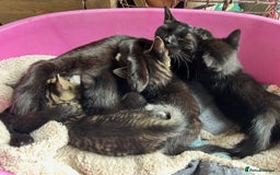 British Shorthair cats for sale: Two kittens available - Image 3