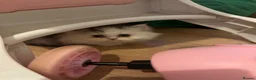 Persian cats for sale: Only 2 gorgeous female persian chinchill left now  - Advert 9