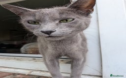 Mixed Breed cats for sale: Blue russian female - Image 18