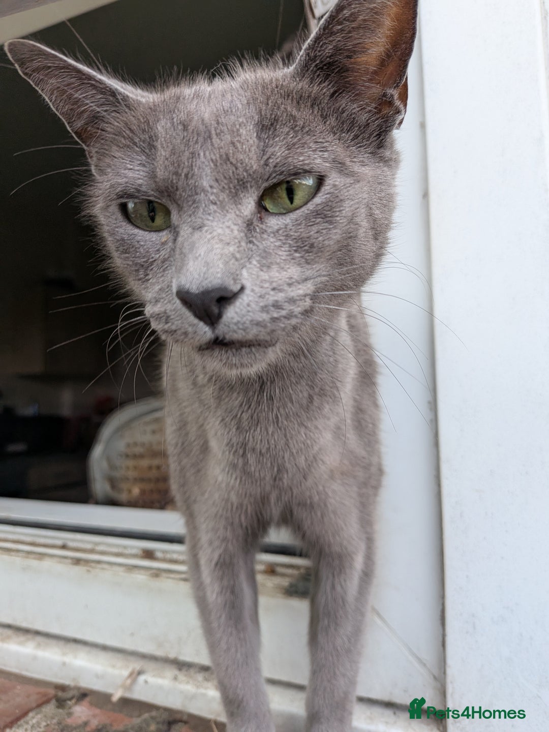 Mixed Breed cats for sale: Blue russian female - Image 18