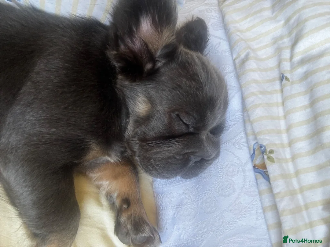 French Bulldog dogs for sale: Fluffy french bulldog in Spalding - Advert 12