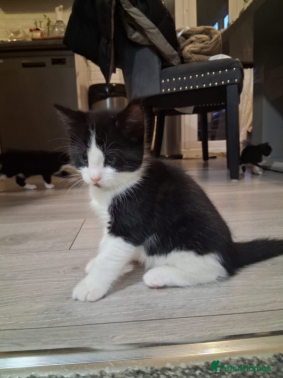 Mixed Breed cats for sale: Black and white 3 kittens for sale. 2 boys 1 girl. - Advert 5
