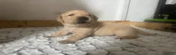 Labrador Retriever dogs for sale: My Labrador Puppys 🐾 - Advert 8
