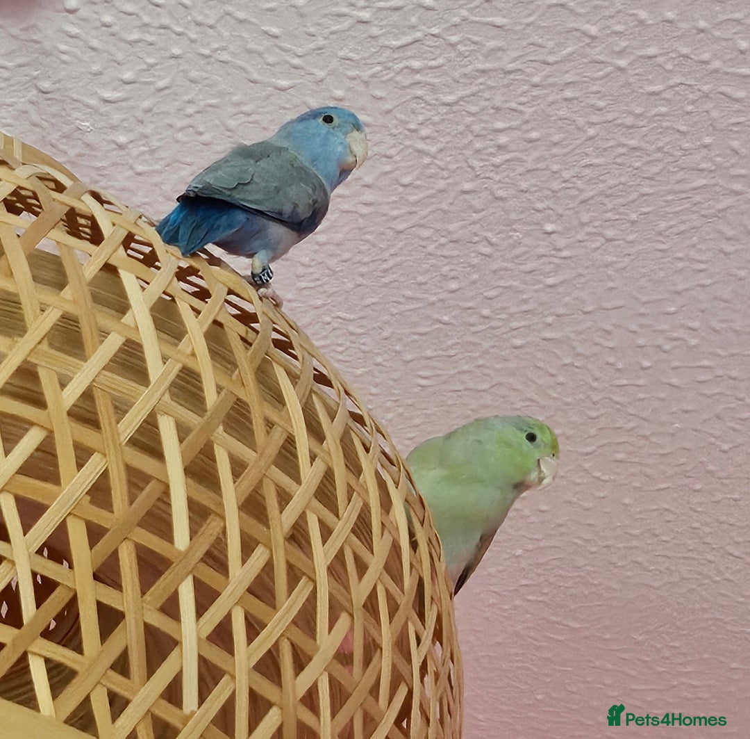 Parrots birds for sale: Parrotlets - Bonded Pair approx 2 years old - Advert 2
