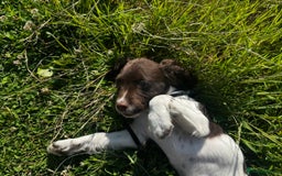 English Springer Spaniel dogs for sale: Female springer spaniel  - Image 5