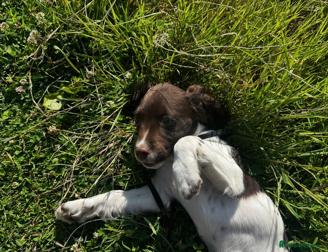 English Springer Spaniel dogs for sale: Female springer spaniel  - Image 5