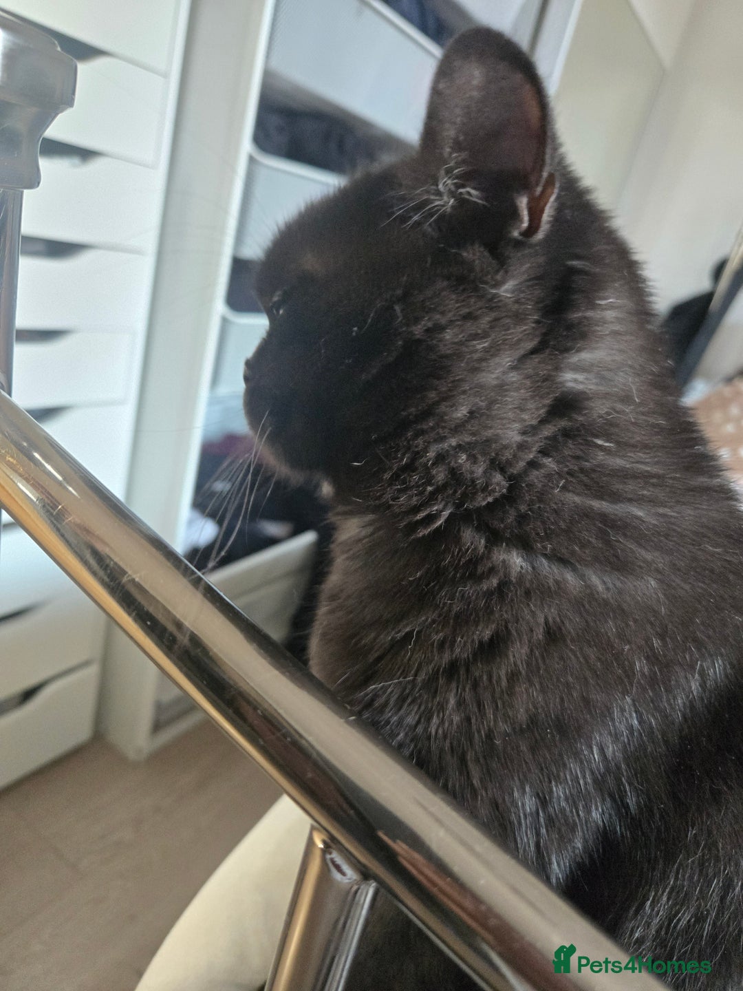 British Shorthair cats for sale: British Shorthair Black female - Advert 5