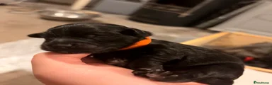 Sheepadoodle 4 orange collar 