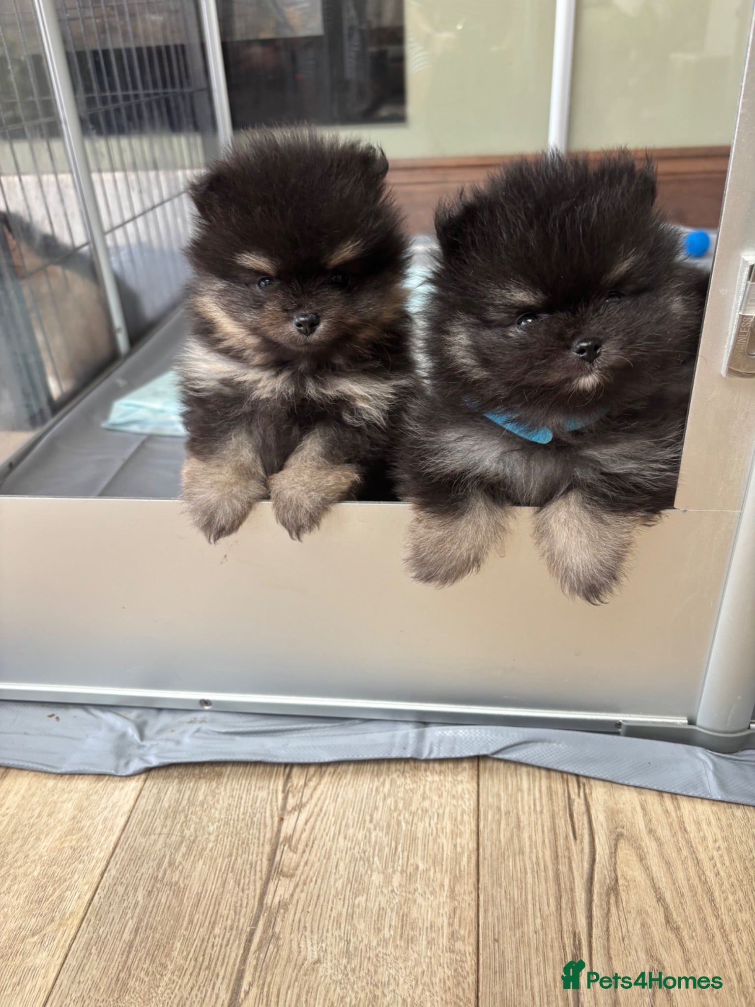 Pomeranian dogs KC registered Pomeranian  - Advert 1