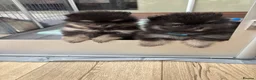 Pomeranian dogs for sale: KC registered Pomeranian  - Advert 2