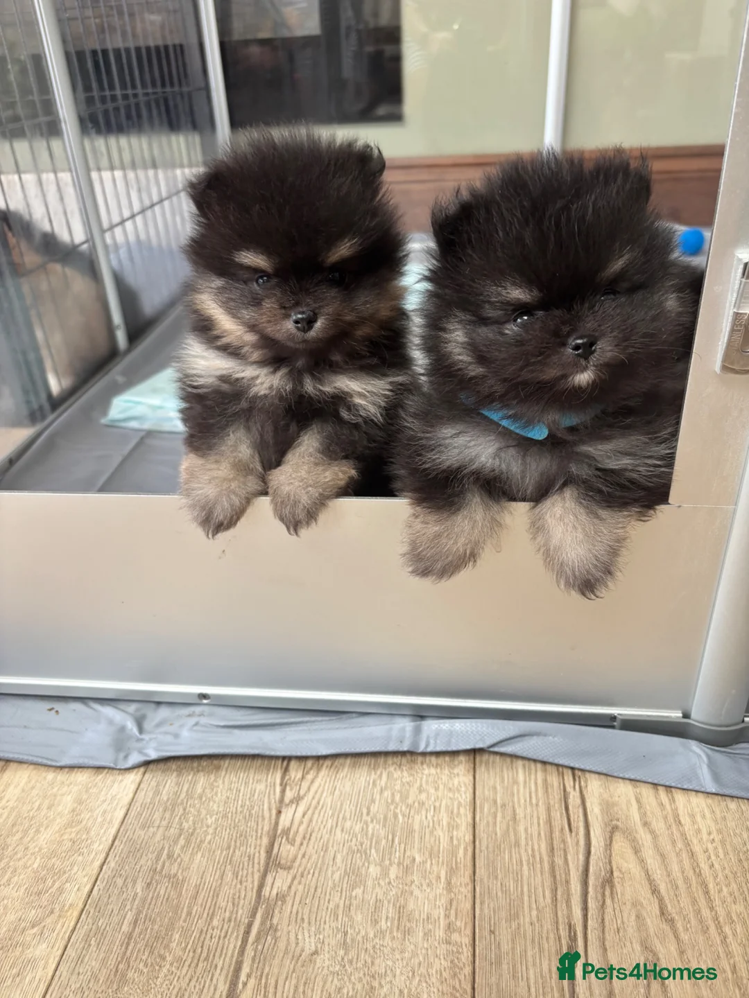 Pomeranian dogs for sale: KC registered Pomeranian  - Advert 2