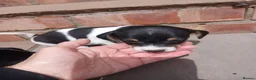 Jack Russell dogs for sale: Adorable Miniature Jack Russell puppies for sale - Advert 30
