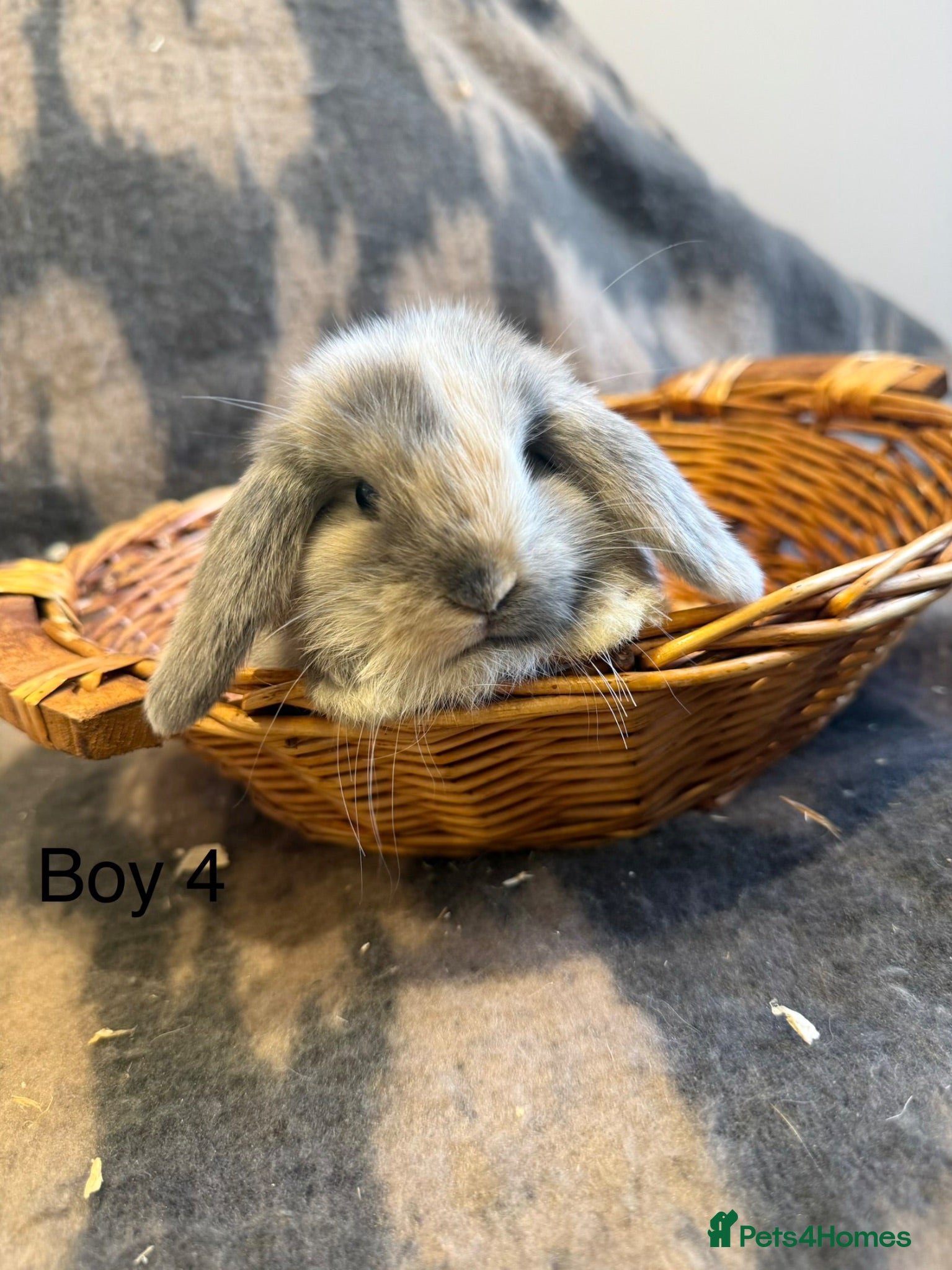 Mini Lop rabbits 4 BOYS LEFT! Stunning Mini Lops🐰 - Advert 2