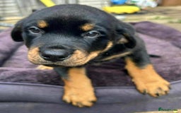 Rottweiler dogs for sale: Rottweiler puppies  - Image 16