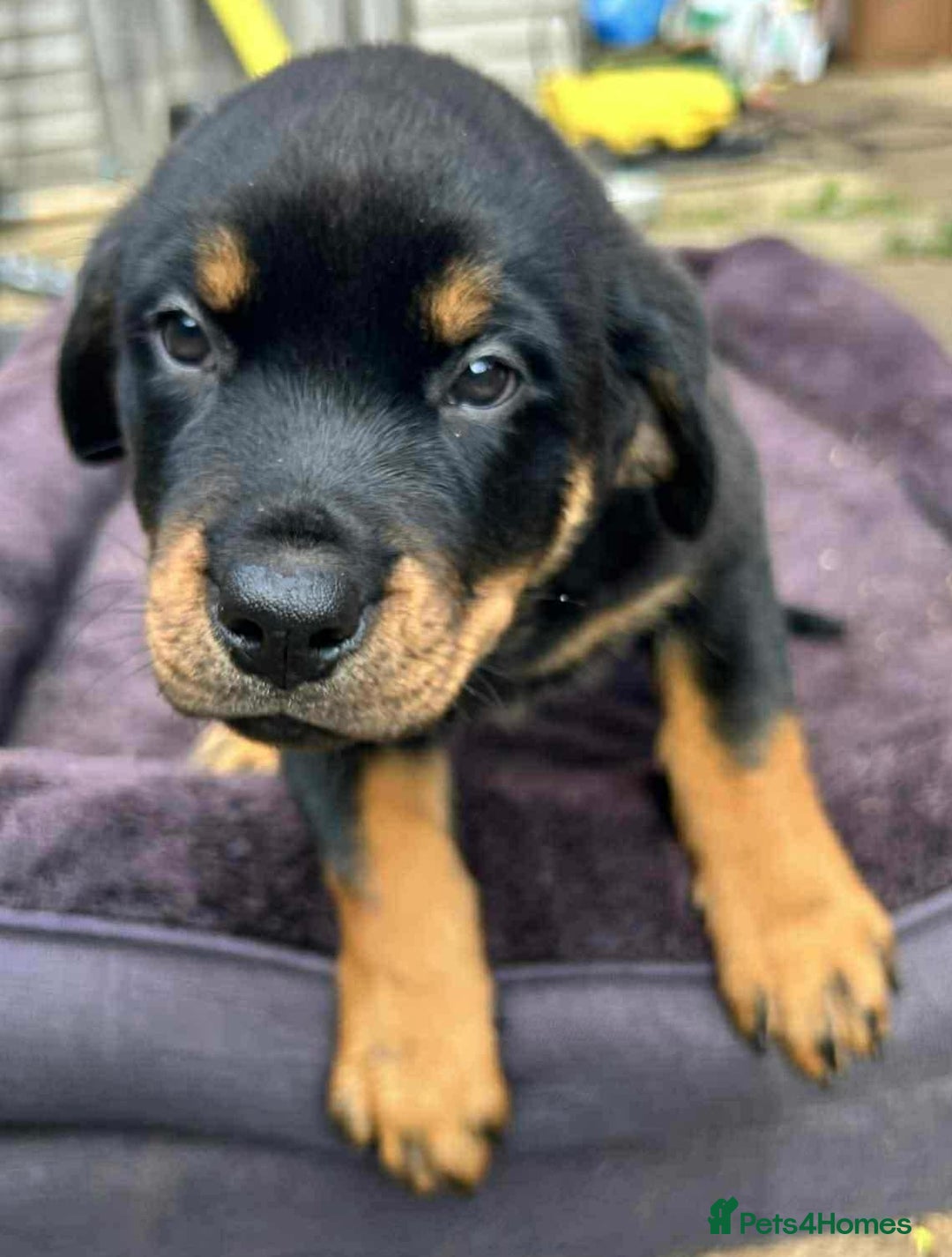 Rottweiler dogs for sale: Rottweiler puppies  - Image 16