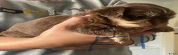 Shih Tzu dogs for sale: Shitzu puppies  - Advert 7