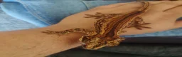 Gecko reptiles for sale: Gargoyle Gecko in Mansfield - Advert 4