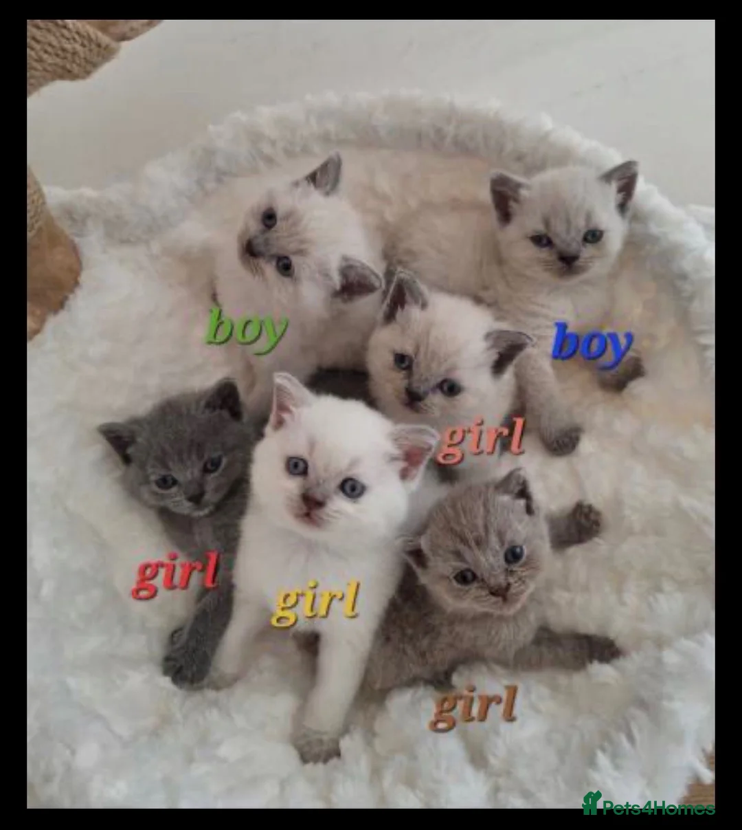 British Shorthair cats for sale: Adorable BSH kittens in Stanmore - Advert 7