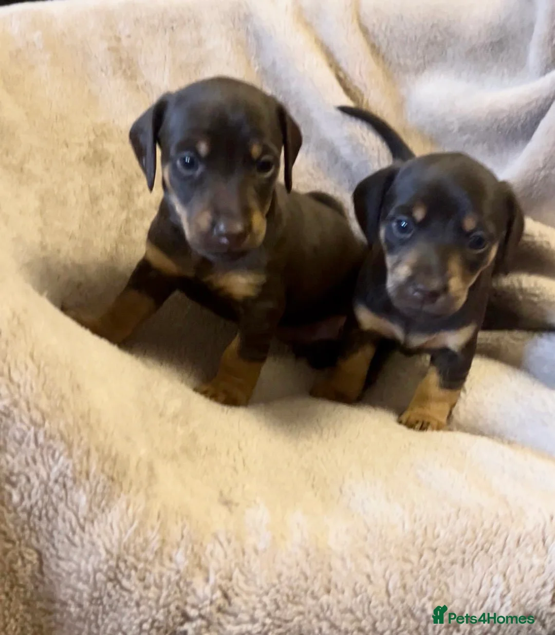 Jackshund dogs for sale: Stunning Homebred Miniature Jackshunds - Advert 1