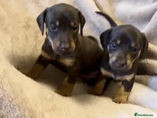 Jackshund dogs Stunning Homebred Miniature Jackshunds in Bewdley - Advert 3