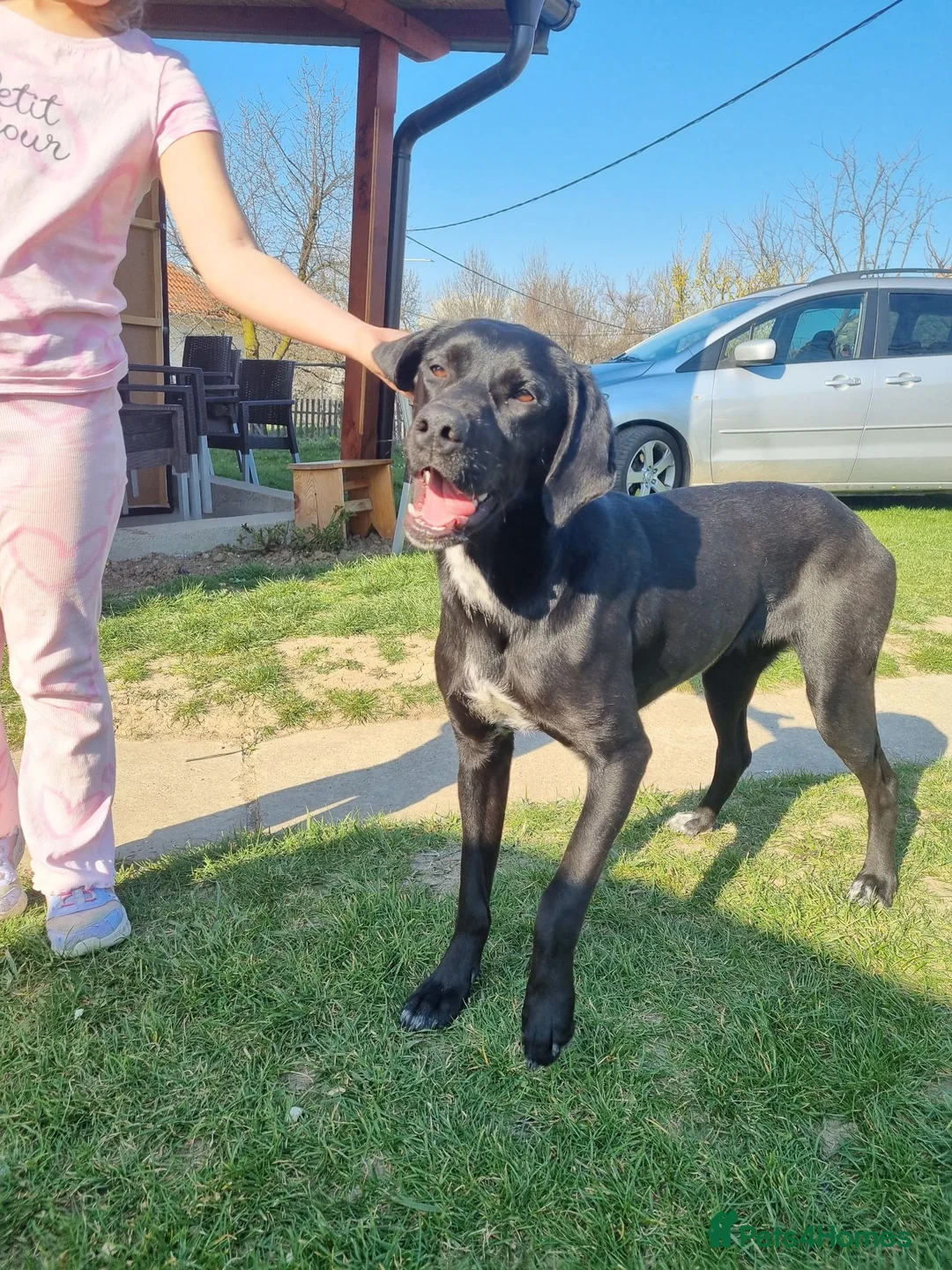 Pointer dogs for adoption: Donna – Beautiful English Pointer Cross - Advert 2