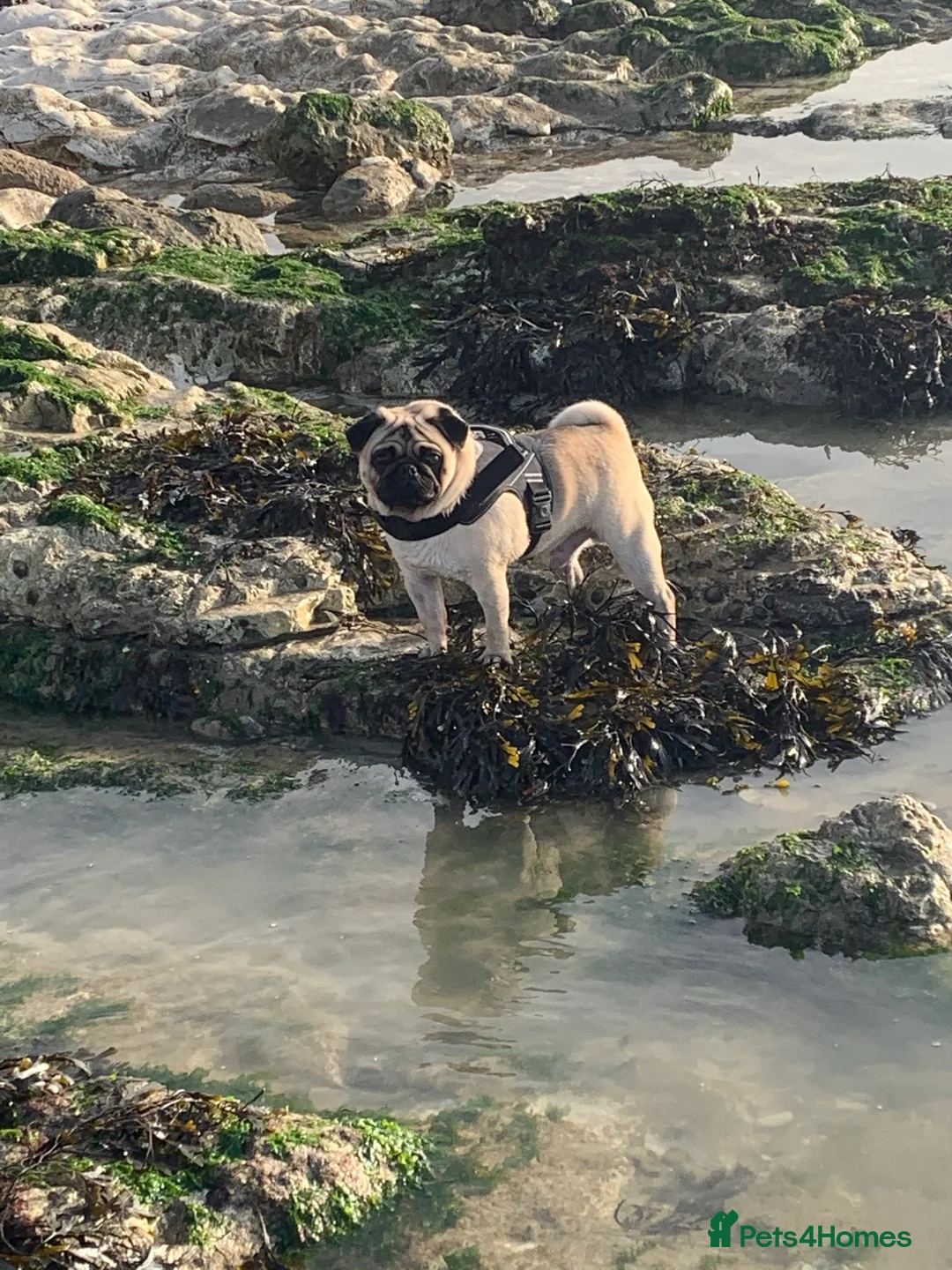 Pug dogs for stud: fawn pug stud  in Brighton - Advert 6