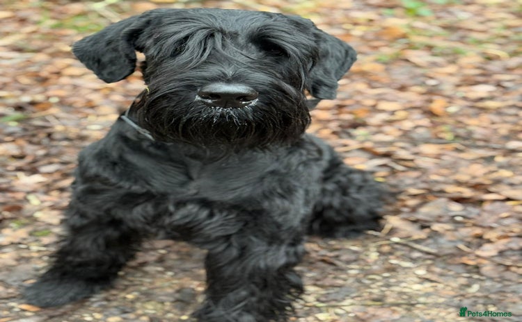 Giant Schnauzer dogs - Advert 1