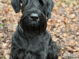 Giant Schnauzer dogs - Advert 1