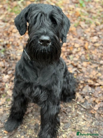 Giant Schnauzer dogs - Advert 1