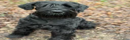 Giant Schnauzer dogs for stud: Giant Schnauzer for stud - Advert 1
