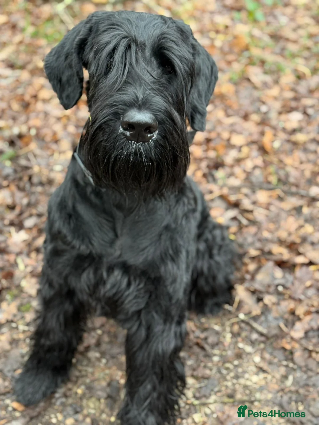 Giant Schnauzer dogs for stud: Giant Schnauzer for stud - Advert 1