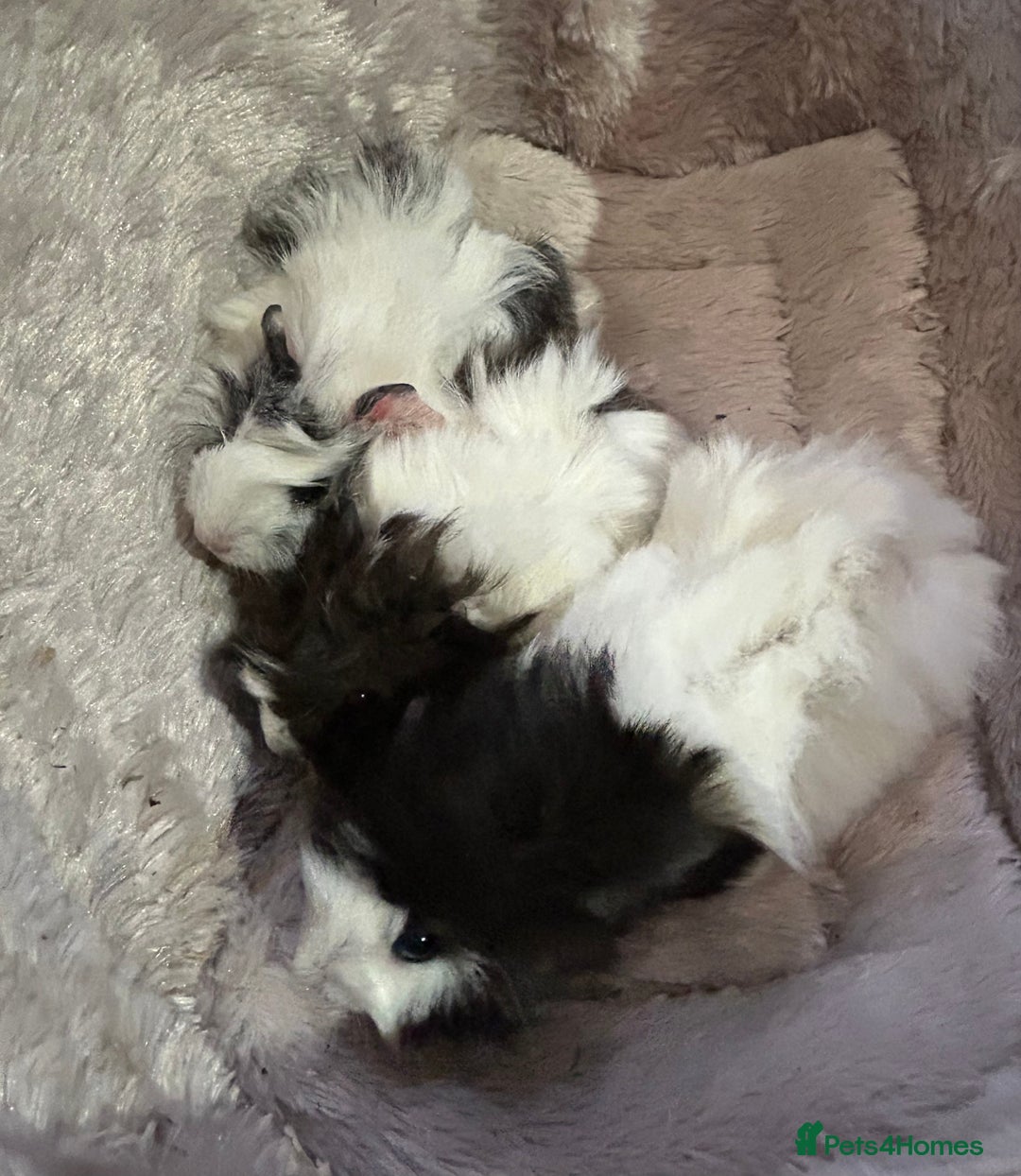 Guinea Pig rodents for sale: GORGEOUS BABY GUINEA PIGS - Advert 18