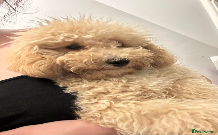 Toy Poodle dogs - Advert 2