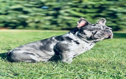 French Bulldog dogs for sale: Pure French bulldog female merle - Image 8