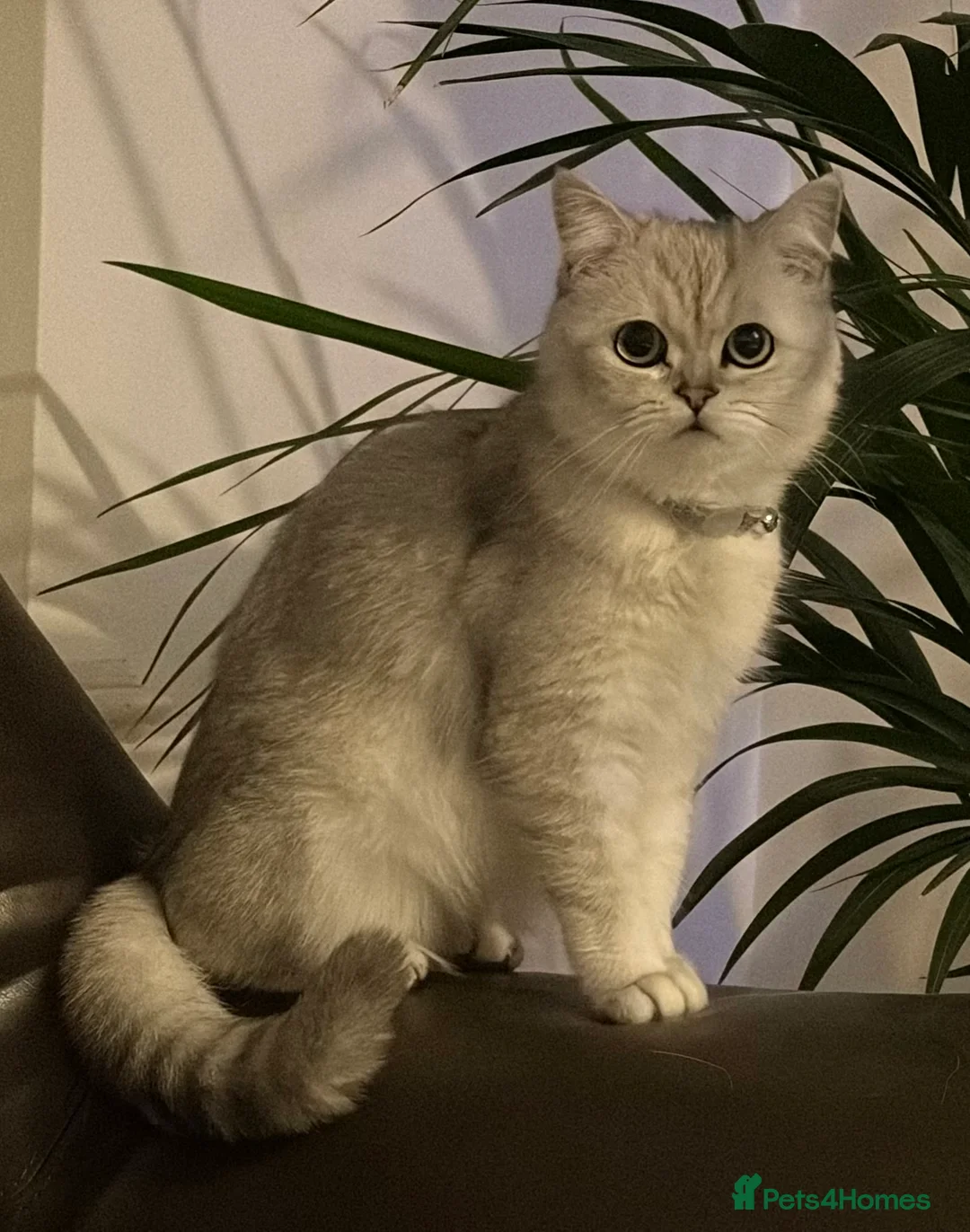 Persian cats for sale: Doll Face Persian Chinchilla - Advert 1