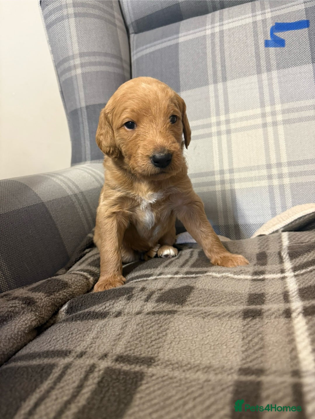 Labradoodle dogs for sale: 6 beautiful labradoodles - Advert 7