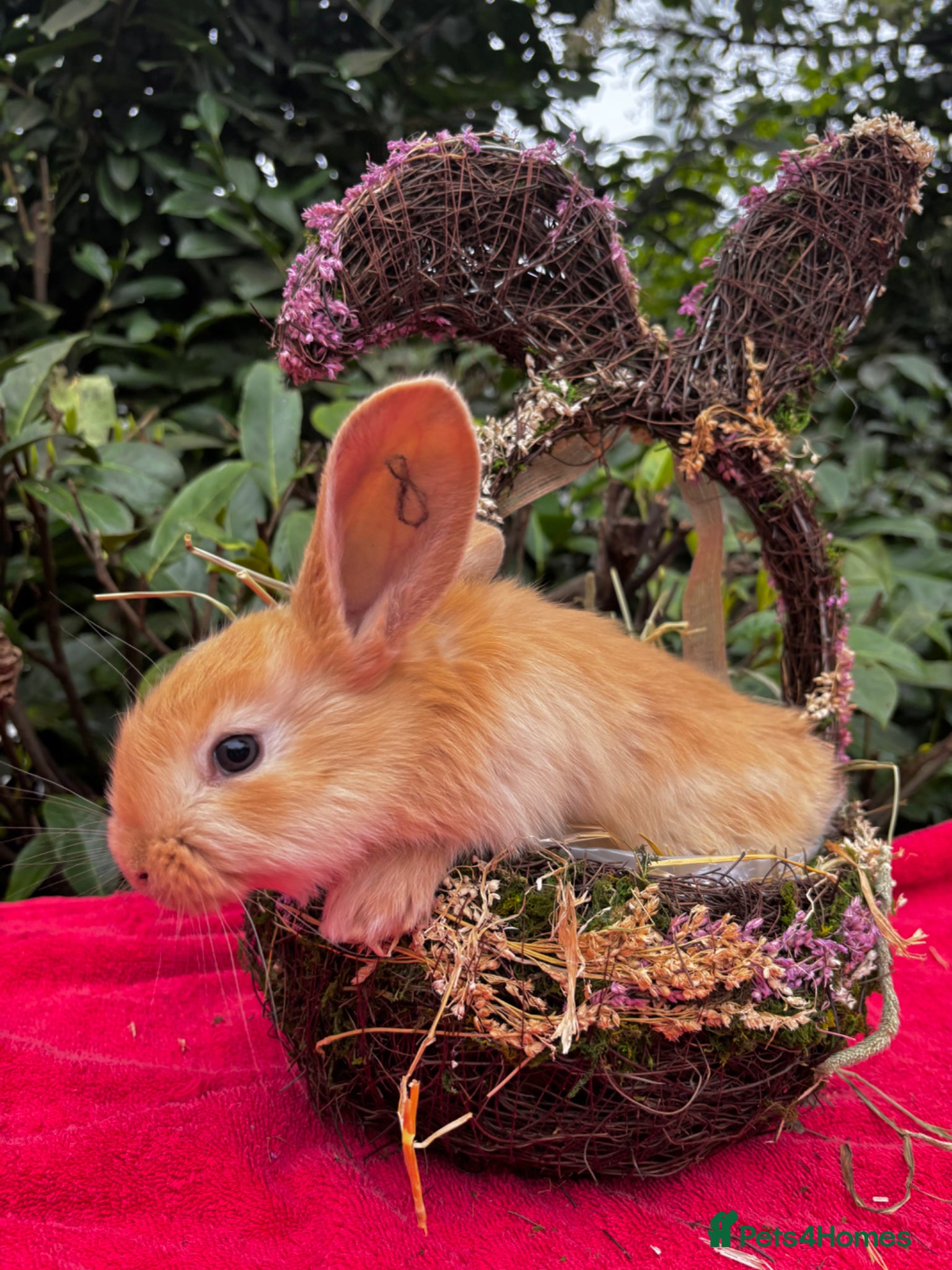 Continental Giant rabbits Stunning Continental Giant Rabbit Kits - Advert 1