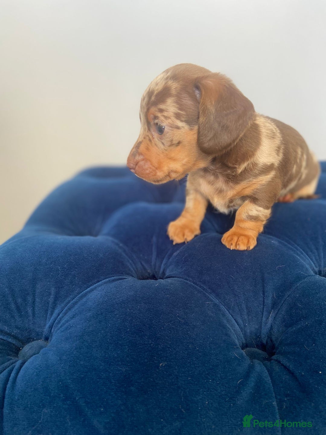 Dachshund dogs for sale: Kc fully health tested parents daxi boys - Advert 4