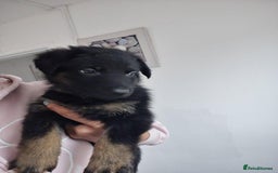 German Shepherd dogs for sale: German shepherd puppies - Image 1