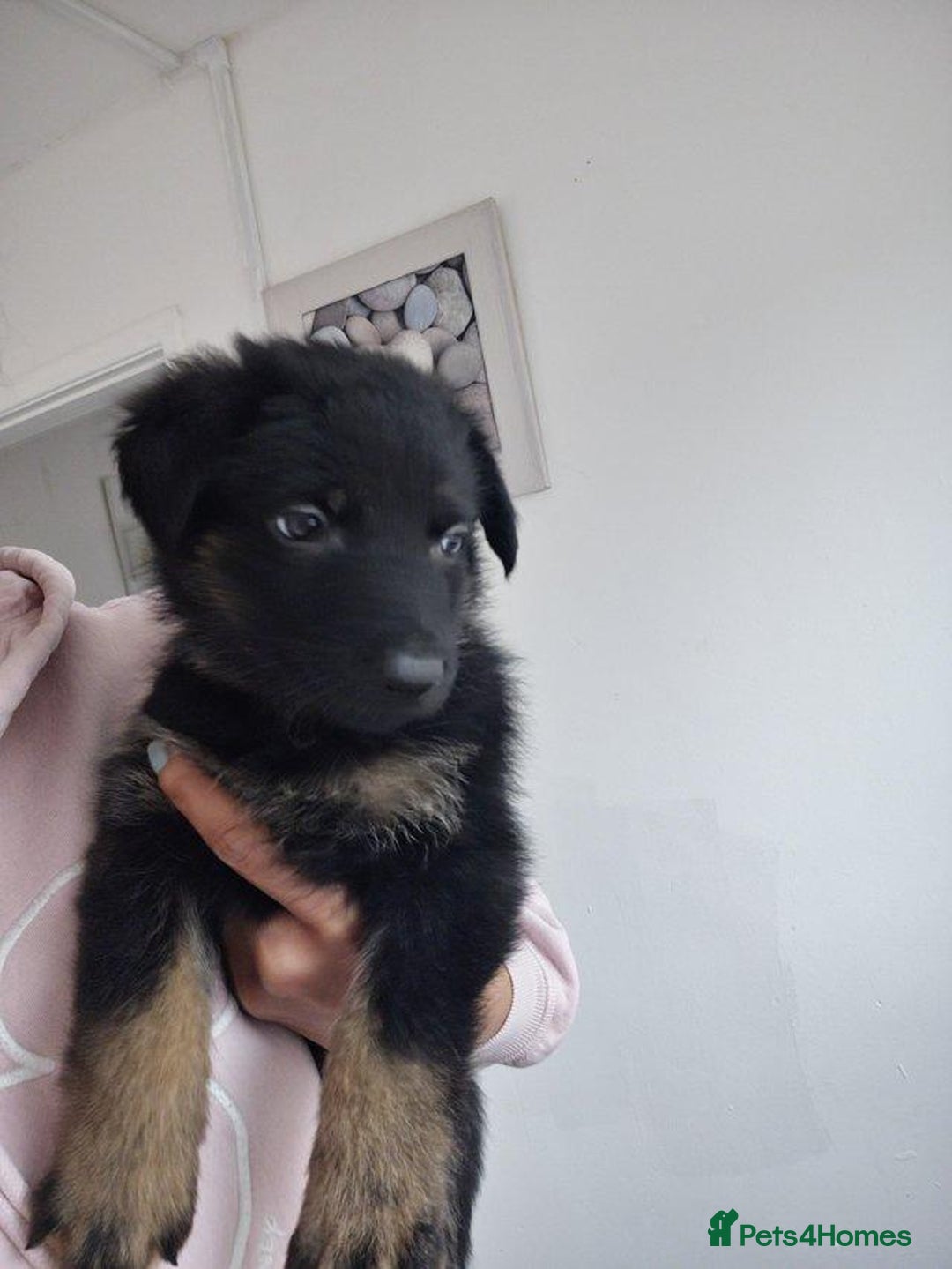 German Shepherd dogs for sale: German shepherd puppies - Image 1
