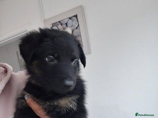 German Shepherd dogs for sale - Advert 1