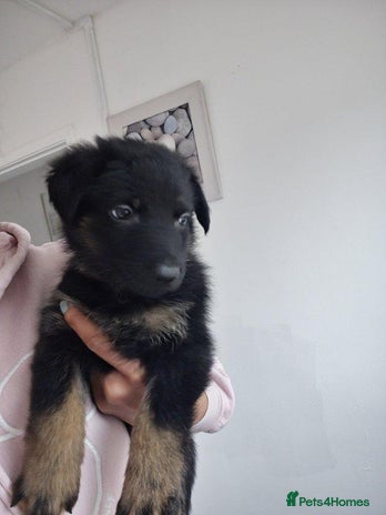 German Shepherd dogs - Advert 1