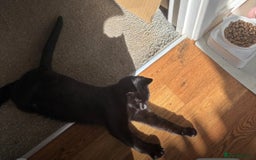 Domestic Shorthair cats for sale: Beautiful 6mo black kitten needing a new home - Image 4