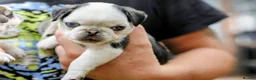 Pug dogs for sale: Panda pugs in Bishop Auckland - Advert 27