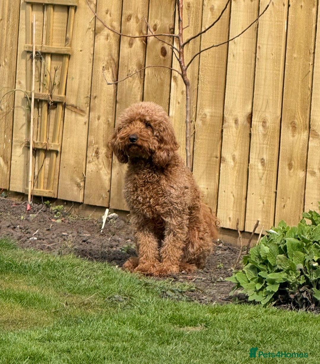 Mixed Breed dogs for sale: ❤️Teddy- Australian Golden Double Doodle ❤️ - Advert 7