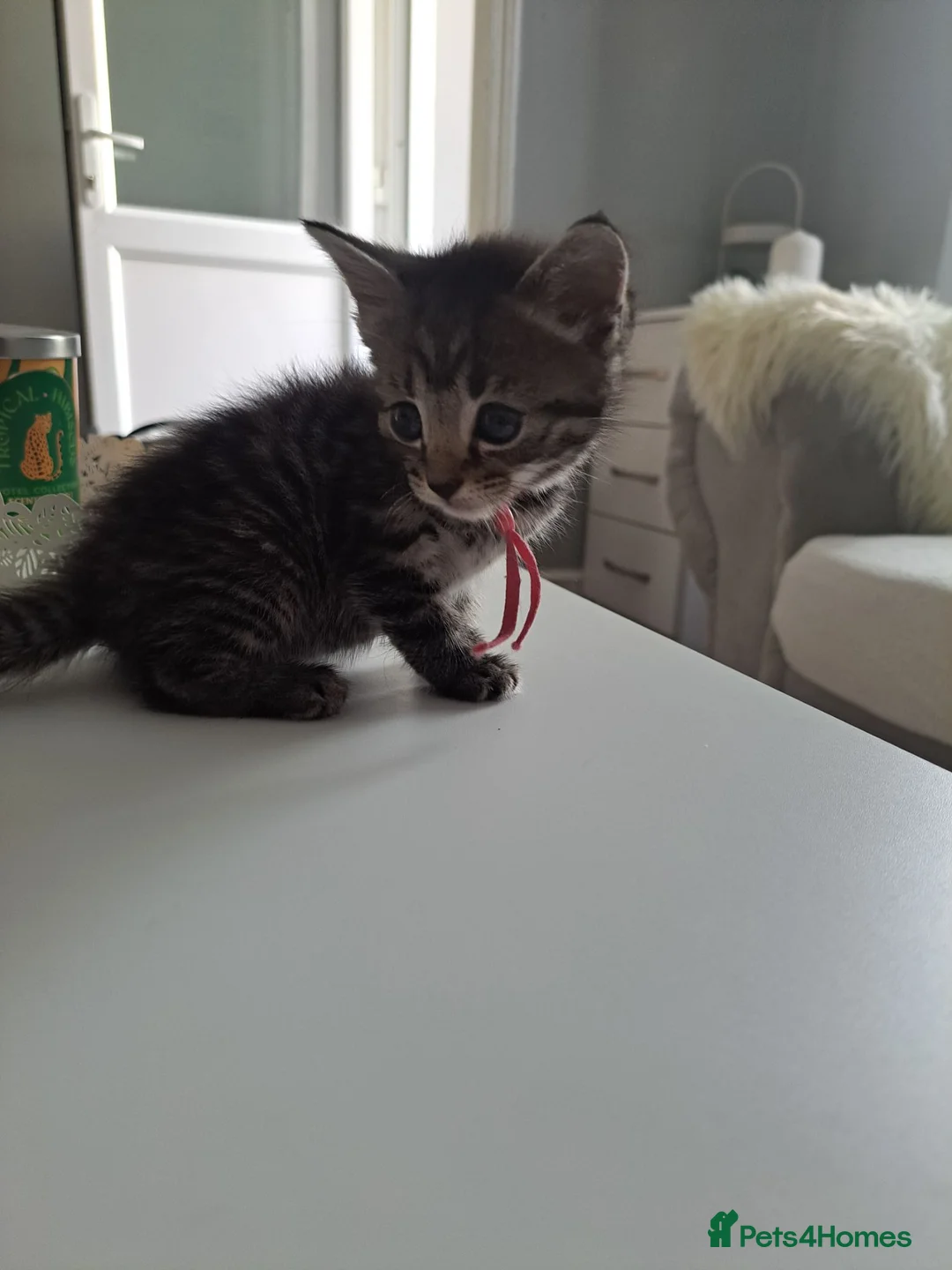 Mixed Breed cats for sale: Kittens - Advert 1
